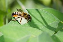 Name:  220px-Leafcutter_bee_by_Bernhard_plank.jpg
Hits: 384
Gre:  6,6 KB